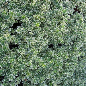 Euonymus Emerald Gaiety Shrubs