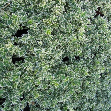 Euonymus Emerald Gaiety Shrubs