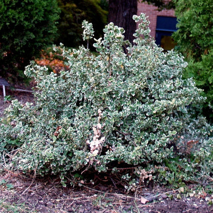 Euonymus Emerald Gaiety Shrubs