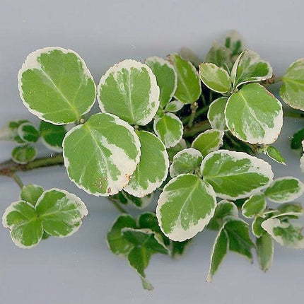 Euonymus Emerald Gaiety Shrubs