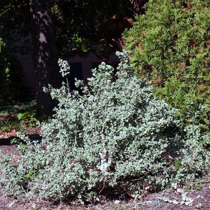 Euonymus Emerald Gaiety Shrubs