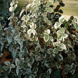 Euonymus Emerald Gaiety Shrubs