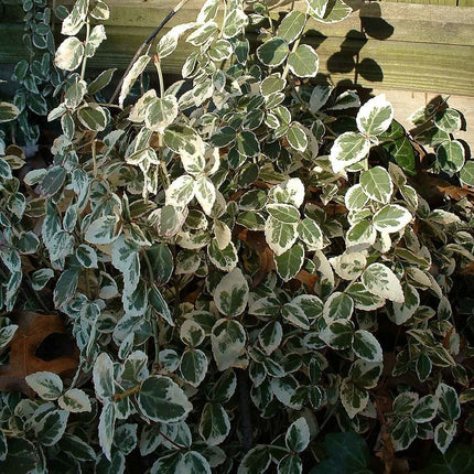 Euonymus Emerald Gaiety Shrubs