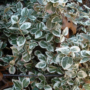 Euonymus Emerald Gaiety Shrubs