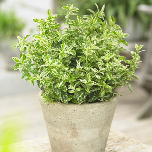 Euonymus Harlequin Shrubs