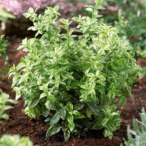 Euonymus Harlequin Shrubs