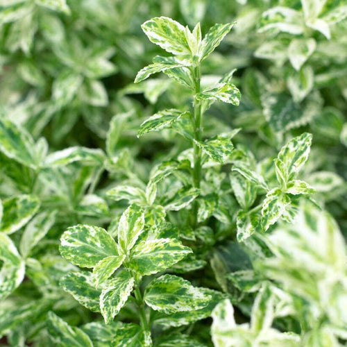 Euonymus Harlequin Shrubs