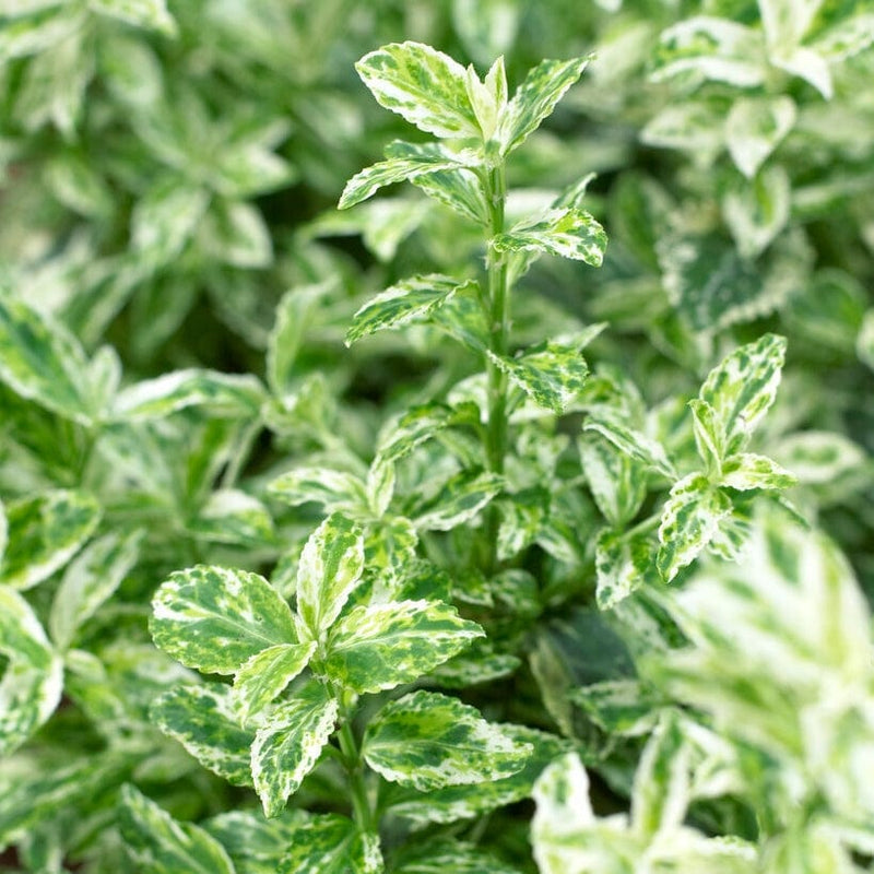 Euonymus Harlequin Shrubs