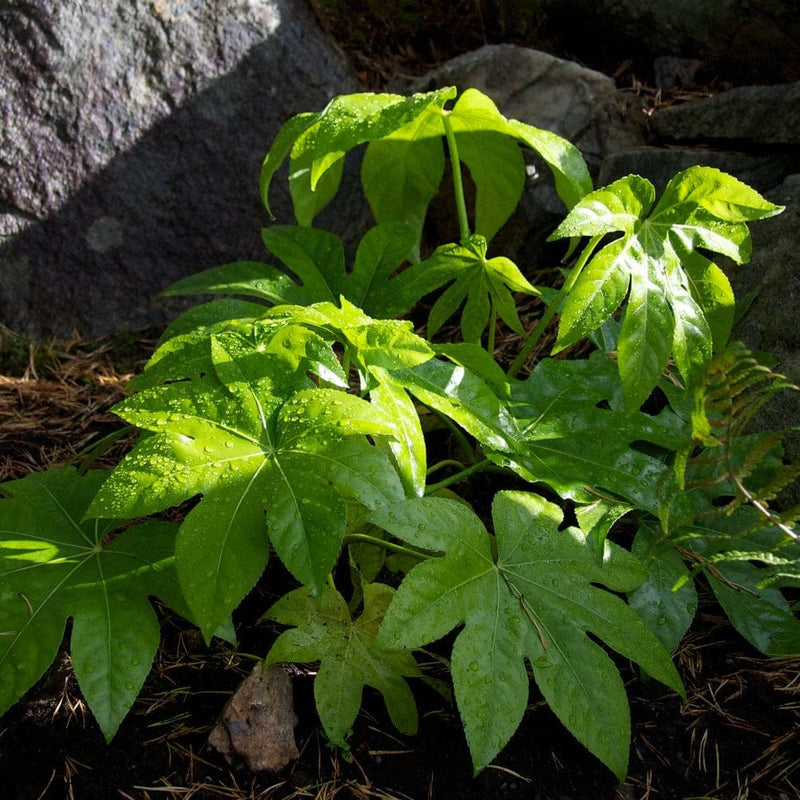 Fatsia japonica Shrubs
