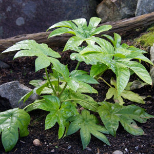 Fatsia japonica Shrubs