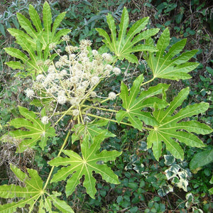 Fatsia japonica Shrubs