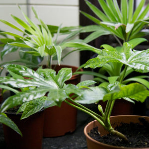 Fatsia japonica Shrubs