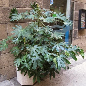 Fatsia japonica Shrubs