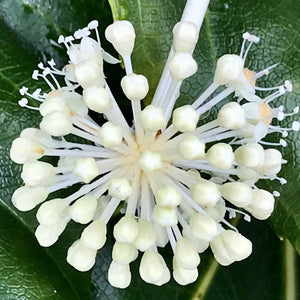 Fatsia japonica Shrubs