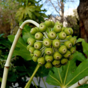 Fatsia japonica Shrubs