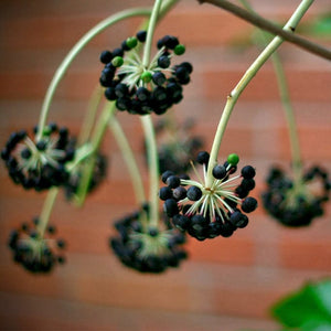 Fatsia japonica Shrubs