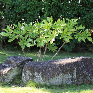 Fatsia japonica Shrubs