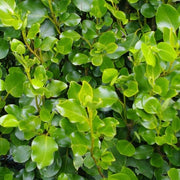 Griselinia littoralis Shrubs