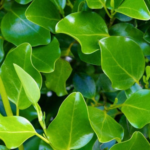 Griselinia littoralis Shrubs