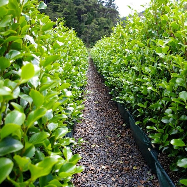 Griselinia littoralis Shrubs