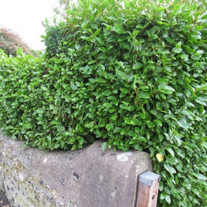 Griselinia littoralis Shrubs