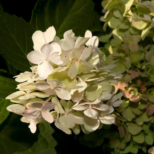 Hydrangea macrophylla Madame Emile Mouillere Shrubs