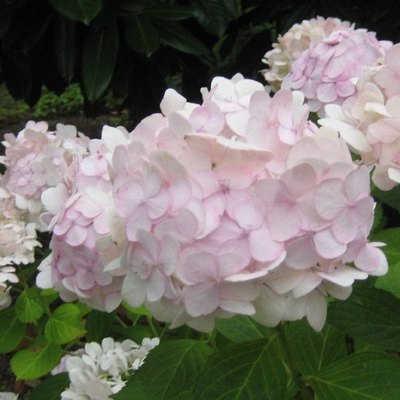 Hydrangea macrophylla Madame Emile Mouillere Shrubs