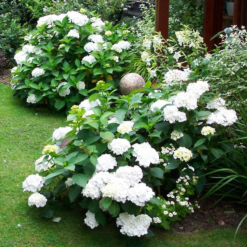 Hydrangea macrophylla Madame Emile Mouillere Shrubs