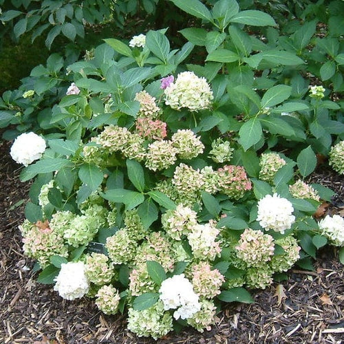 Hydrangea macrophylla Madame Emile Mouillere Shrubs