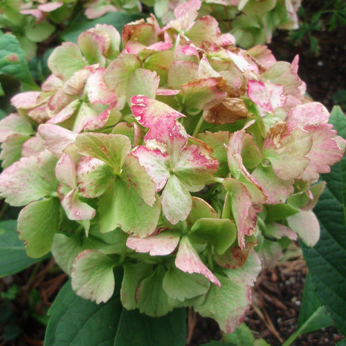 Hydrangea macrophylla Madame Emile Mouillere Shrubs