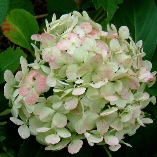 Hydrangea macrophylla Madame Emile Mouillere Shrubs