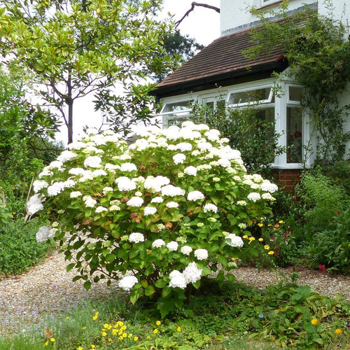 Hydrangea macrophylla Madame Emile Mouillere Shrubs