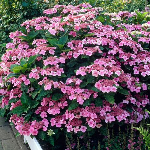Hydrangea macrophylla Mariesii Perfecta Shrubs