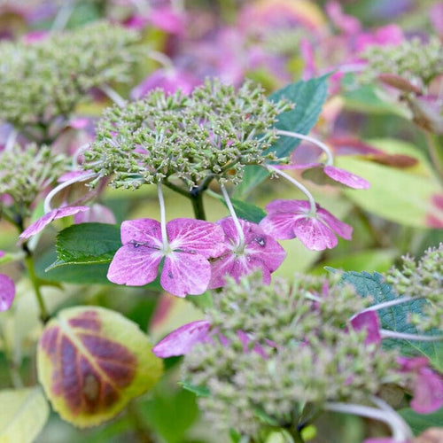 Hydrangea macrophylla Mariesii Perfecta Shrubs