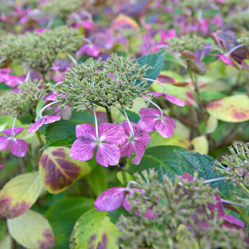 Hydrangea macrophylla Mariesii Perfecta Shrubs