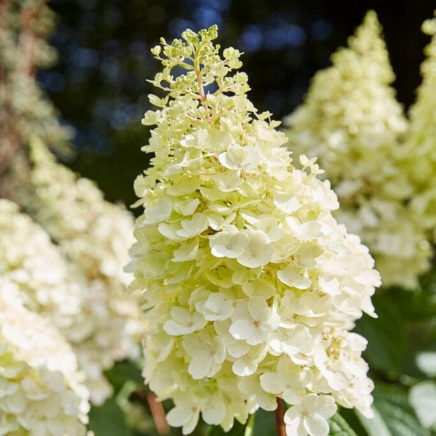 Hydrangea paniculata Pinky Winky Shrubs