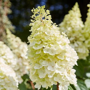 Best Shrubs For Shade Collection | Growers Choice Shrubs