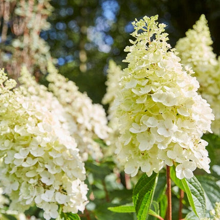 Hydrangea paniculata Pinky Winky Shrubs