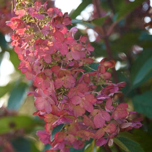 Hydrangea paniculata Pinky Winky Shrubs