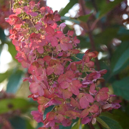 Hydrangea paniculata Pinky Winky Shrubs