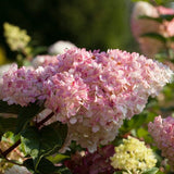 Hydrangea paniculata Vanille Fraise Shrubs