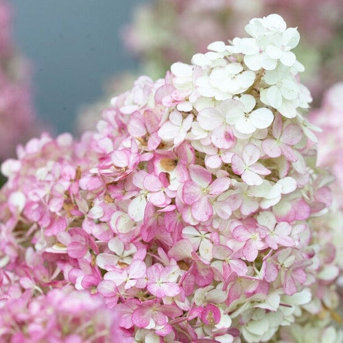 Hydrangea paniculata Vanille Fraise Shrubs