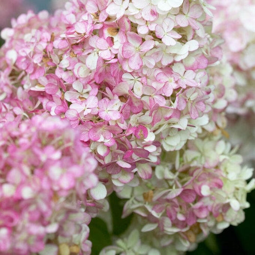 Hydrangea paniculata Vanille Fraise Shrubs