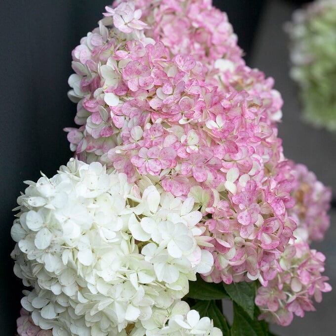 Hydrangea paniculata Vanille Fraise Shrubs