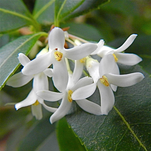Osmanthus x burkwoodii Shrubs