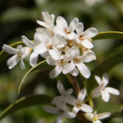 Osmanthus x burkwoodii Shrubs