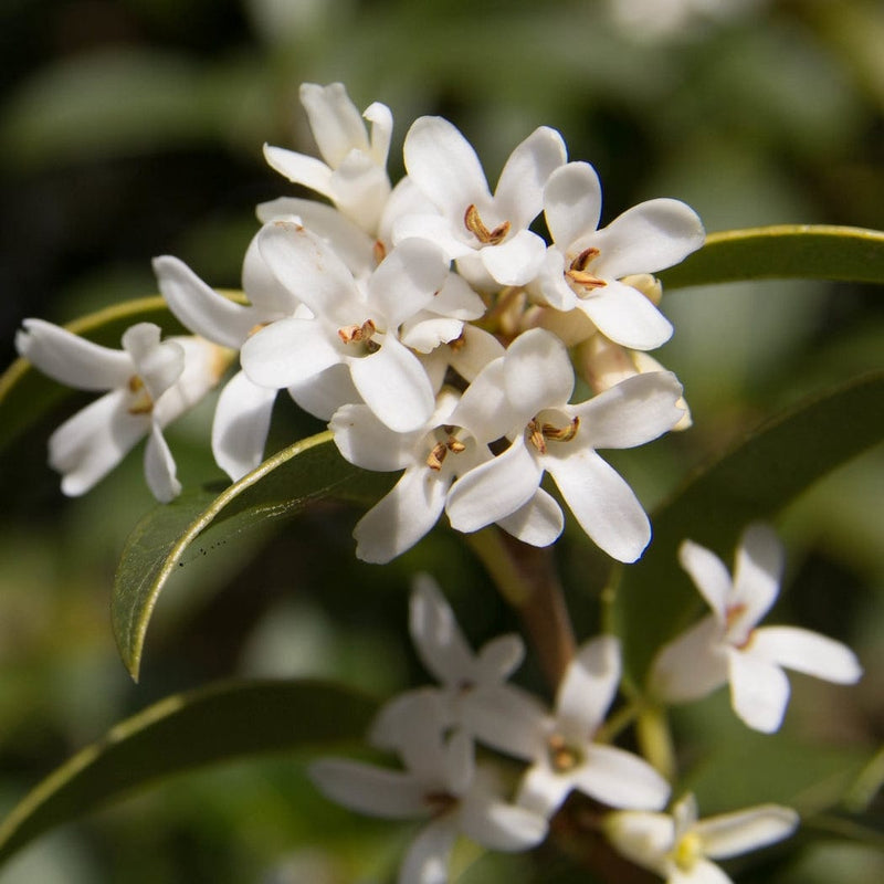 Best Shrubs For Shade Collection | Growers Choice Shrubs