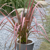 Phormium Evening Glow Shrubs