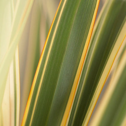 Phormium Golden Ray Shrubs