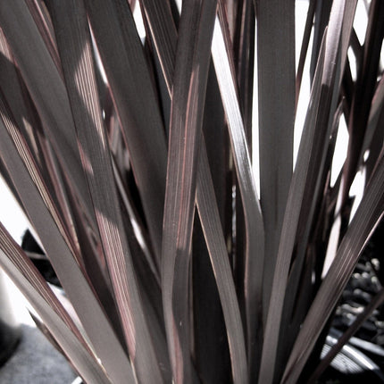 Phormium Platts Black Shrubs